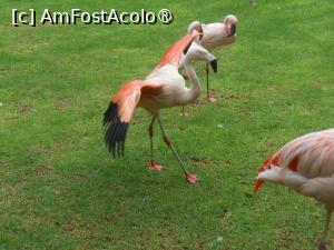 [P15] Puerto de la Cruz - Loro Parque. Flamingo. » foto by iulianic
 - 
<span class="allrVoted glyphicon glyphicon-heart hidden" id="av1424696"></span>
<a class="m-l-10 hidden" id="sv1424696" onclick="voting_Foto_DelVot(,1424696,2078)" role="button">șterge vot <span class="glyphicon glyphicon-remove"></span></a>
<a id="v91424696" class=" c-red"  onclick="voting_Foto_SetVot(1424696)" role="button"><span class="glyphicon glyphicon-heart-empty"></span> <b>LIKE</b> = Votează poza</a> <img class="hidden"  id="f1424696W9" src="/imagini/loader.gif" border="0" /><span class="AjErrMes hidden" id="e1424696ErM"></span>