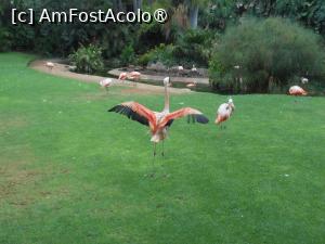 [P16] Puerto de la Cruz - Loro Parque. Flamingo. » foto by iulianic
 - 
<span class="allrVoted glyphicon glyphicon-heart hidden" id="av1424697"></span>
<a class="m-l-10 hidden" id="sv1424697" onclick="voting_Foto_DelVot(,1424697,2078)" role="button">șterge vot <span class="glyphicon glyphicon-remove"></span></a>
<a id="v91424697" class=" c-red"  onclick="voting_Foto_SetVot(1424697)" role="button"><span class="glyphicon glyphicon-heart-empty"></span> <b>LIKE</b> = Votează poza</a> <img class="hidden"  id="f1424697W9" src="/imagini/loader.gif" border="0" /><span class="AjErrMes hidden" id="e1424697ErM"></span>