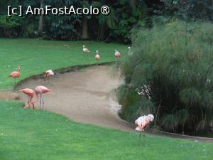 [P17] Puerto de la Cruz - Loro Parque. Flamingo. » foto by iulianic
 - 
<span class="allrVoted glyphicon glyphicon-heart hidden" id="av1424698"></span>
<a class="m-l-10 hidden" id="sv1424698" onclick="voting_Foto_DelVot(,1424698,2078)" role="button">șterge vot <span class="glyphicon glyphicon-remove"></span></a>
<a id="v91424698" class=" c-red"  onclick="voting_Foto_SetVot(1424698)" role="button"><span class="glyphicon glyphicon-heart-empty"></span> <b>LIKE</b> = Votează poza</a> <img class="hidden"  id="f1424698W9" src="/imagini/loader.gif" border="0" /><span class="AjErrMes hidden" id="e1424698ErM"></span>