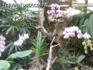 [P19] Puerto de la Cruz - Loro Parque. La orhidee. » foto by iulianic
 - 
<span class="allrVoted glyphicon glyphicon-heart hidden" id="av1424700"></span>
<a class="m-l-10 hidden" id="sv1424700" onclick="voting_Foto_DelVot(,1424700,2078)" role="button">șterge vot <span class="glyphicon glyphicon-remove"></span></a>
<a id="v91424700" class=" c-red"  onclick="voting_Foto_SetVot(1424700)" role="button"><span class="glyphicon glyphicon-heart-empty"></span> <b>LIKE</b> = Votează poza</a> <img class="hidden"  id="f1424700W9" src="/imagini/loader.gif" border="0" /><span class="AjErrMes hidden" id="e1424700ErM"></span>