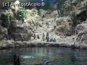 [P21] Puerto de la Cruz - Loro Parque. » foto by iulianic
 - 
<span class="allrVoted glyphicon glyphicon-heart hidden" id="av1424702"></span>
<a class="m-l-10 hidden" id="sv1424702" onclick="voting_Foto_DelVot(,1424702,2078)" role="button">șterge vot <span class="glyphicon glyphicon-remove"></span></a>
<a id="v91424702" class=" c-red"  onclick="voting_Foto_SetVot(1424702)" role="button"><span class="glyphicon glyphicon-heart-empty"></span> <b>LIKE</b> = Votează poza</a> <img class="hidden"  id="f1424702W9" src="/imagini/loader.gif" border="0" /><span class="AjErrMes hidden" id="e1424702ErM"></span>
