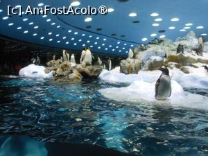 [P03] Puerto de la Cruz - Loro Parque. La pinguini. » foto by iulianic
 - 
<span class="allrVoted glyphicon glyphicon-heart hidden" id="av1424684"></span>
<a class="m-l-10 hidden" id="sv1424684" onclick="voting_Foto_DelVot(,1424684,2078)" role="button">șterge vot <span class="glyphicon glyphicon-remove"></span></a>
<a id="v91424684" class=" c-red"  onclick="voting_Foto_SetVot(1424684)" role="button"><span class="glyphicon glyphicon-heart-empty"></span> <b>LIKE</b> = Votează poza</a> <img class="hidden"  id="f1424684W9" src="/imagini/loader.gif" border="0" /><span class="AjErrMes hidden" id="e1424684ErM"></span>