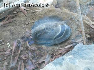 [P34]  -- <small>// FĂRĂ DESCRIERE</small> » foto by iulianic
 - 
<span class="allrVoted glyphicon glyphicon-heart hidden" id="av1424715"></span>
<a class="m-l-10 hidden" id="sv1424715" onclick="voting_Foto_DelVot(,1424715,2078)" role="button">șterge vot <span class="glyphicon glyphicon-remove"></span></a>
<a id="v91424715" class=" c-red"  onclick="voting_Foto_SetVot(1424715)" role="button"><span class="glyphicon glyphicon-heart-empty"></span> <b>LIKE</b> = Votează poza</a> <img class="hidden"  id="f1424715W9" src="/imagini/loader.gif" border="0" /><span class="AjErrMes hidden" id="e1424715ErM"></span>