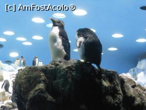 [P04] Puerto de la Cruz - Loro Parque. La pinguini. » foto by iulianic
 - 
<span class="allrVoted glyphicon glyphicon-heart hidden" id="av1424685"></span>
<a class="m-l-10 hidden" id="sv1424685" onclick="voting_Foto_DelVot(,1424685,2078)" role="button">șterge vot <span class="glyphicon glyphicon-remove"></span></a>
<a id="v91424685" class=" c-red"  onclick="voting_Foto_SetVot(1424685)" role="button"><span class="glyphicon glyphicon-heart-empty"></span> <b>LIKE</b> = Votează poza</a> <img class="hidden"  id="f1424685W9" src="/imagini/loader.gif" border="0" /><span class="AjErrMes hidden" id="e1424685ErM"></span>