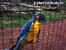 [P20] un papagal tare vorbaret » foto by ghecamelia
 - 
<span class="allrVoted glyphicon glyphicon-heart hidden" id="av50629"></span>
<a class="m-l-10 hidden" id="sv50629" onclick="voting_Foto_DelVot(,50629,2078)" role="button">șterge vot <span class="glyphicon glyphicon-remove"></span></a>
<a id="v950629" class=" c-red"  onclick="voting_Foto_SetVot(50629)" role="button"><span class="glyphicon glyphicon-heart-empty"></span> <b>LIKE</b> = Votează poza</a> <img class="hidden"  id="f50629W9" src="/imagini/loader.gif" border="0" /><span class="AjErrMes hidden" id="e50629ErM"></span>