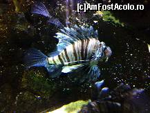 [P26] pestele zebra » foto by ghecamelia
 - 
<span class="allrVoted glyphicon glyphicon-heart hidden" id="av50641"></span>
<a class="m-l-10 hidden" id="sv50641" onclick="voting_Foto_DelVot(,50641,2078)" role="button">șterge vot <span class="glyphicon glyphicon-remove"></span></a>
<a id="v950641" class=" c-red"  onclick="voting_Foto_SetVot(50641)" role="button"><span class="glyphicon glyphicon-heart-empty"></span> <b>LIKE</b> = Votează poza</a> <img class="hidden"  id="f50641W9" src="/imagini/loader.gif" border="0" /><span class="AjErrMes hidden" id="e50641ErM"></span>