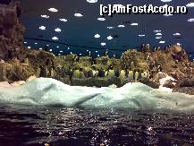 [P07] tara pinguinilor in miniatura » foto by ghecamelia
 - 
<span class="allrVoted glyphicon glyphicon-heart hidden" id="av50613"></span>
<a class="m-l-10 hidden" id="sv50613" onclick="voting_Foto_DelVot(,50613,2078)" role="button">șterge vot <span class="glyphicon glyphicon-remove"></span></a>
<a id="v950613" class=" c-red"  onclick="voting_Foto_SetVot(50613)" role="button"><span class="glyphicon glyphicon-heart-empty"></span> <b>LIKE</b> = Votează poza</a> <img class="hidden"  id="f50613W9" src="/imagini/loader.gif" border="0" /><span class="AjErrMes hidden" id="e50613ErM"></span>