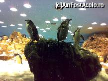 [P08] pinguini care se bucura de ninsoare (prin duzele din tavan ningea) » foto by ghecamelia
 - 
<span class="allrVoted glyphicon glyphicon-heart hidden" id="av50614"></span>
<a class="m-l-10 hidden" id="sv50614" onclick="voting_Foto_DelVot(,50614,2078)" role="button">șterge vot <span class="glyphicon glyphicon-remove"></span></a>
<a id="v950614" class=" c-red"  onclick="voting_Foto_SetVot(50614)" role="button"><span class="glyphicon glyphicon-heart-empty"></span> <b>LIKE</b> = Votează poza</a> <img class="hidden"  id="f50614W9" src="/imagini/loader.gif" border="0" /><span class="AjErrMes hidden" id="e50614ErM"></span>