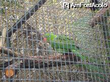 [P11] Loro Parque-unul din multitudinea de papagali din parc » foto by pink_gabi*
 - 
<span class="allrVoted glyphicon glyphicon-heart hidden" id="av75027"></span>
<a class="m-l-10 hidden" id="sv75027" onclick="voting_Foto_DelVot(,75027,2078)" role="button">șterge vot <span class="glyphicon glyphicon-remove"></span></a>
<a id="v975027" class=" c-red"  onclick="voting_Foto_SetVot(75027)" role="button"><span class="glyphicon glyphicon-heart-empty"></span> <b>LIKE</b> = Votează poza</a> <img class="hidden"  id="f75027W9" src="/imagini/loader.gif" border="0" /><span class="AjErrMes hidden" id="e75027ErM"></span>