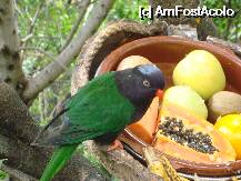 [P23] Loro Parque-Katandra Treetops » foto by pink_gabi*
 - 
<span class="allrVoted glyphicon glyphicon-heart hidden" id="av75042"></span>
<a class="m-l-10 hidden" id="sv75042" onclick="voting_Foto_DelVot(,75042,2078)" role="button">șterge vot <span class="glyphicon glyphicon-remove"></span></a>
<a id="v975042" class=" c-red"  onclick="voting_Foto_SetVot(75042)" role="button"><span class="glyphicon glyphicon-heart-empty"></span> <b>LIKE</b> = Votează poza</a> <img class="hidden"  id="f75042W9" src="/imagini/loader.gif" border="0" /><span class="AjErrMes hidden" id="e75042ErM"></span>