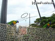 [P25] Loro Parque-Katandra Treetops » foto by pink_gabi*
 - 
<span class="allrVoted glyphicon glyphicon-heart hidden" id="av75044"></span>
<a class="m-l-10 hidden" id="sv75044" onclick="voting_Foto_DelVot(,75044,2078)" role="button">șterge vot <span class="glyphicon glyphicon-remove"></span></a>
<a id="v975044" class=" c-red"  onclick="voting_Foto_SetVot(75044)" role="button"><span class="glyphicon glyphicon-heart-empty"></span> <b>LIKE</b> = Votează poza</a> <img class="hidden"  id="f75044W9" src="/imagini/loader.gif" border="0" /><span class="AjErrMes hidden" id="e75044ErM"></span>