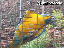 [P27] Loro Parque-un papagal colorat » foto by pink_gabi*
 - 
<span class="allrVoted glyphicon glyphicon-heart hidden" id="av75046"></span>
<a class="m-l-10 hidden" id="sv75046" onclick="voting_Foto_DelVot(,75046,2078)" role="button">șterge vot <span class="glyphicon glyphicon-remove"></span></a>
<a id="v975046" class=" c-red"  onclick="voting_Foto_SetVot(75046)" role="button"><span class="glyphicon glyphicon-heart-empty"></span> <b>LIKE</b> = Votează poza</a> <img class="hidden"  id="f75046W9" src="/imagini/loader.gif" border="0" /><span class="AjErrMes hidden" id="e75046ErM"></span>