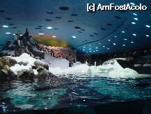 [P30] Loro Parque-pinguinariul » foto by pink_gabi*
 - 
<span class="allrVoted glyphicon glyphicon-heart hidden" id="av75049"></span>
<a class="m-l-10 hidden" id="sv75049" onclick="voting_Foto_DelVot(,75049,2078)" role="button">șterge vot <span class="glyphicon glyphicon-remove"></span></a>
<a id="v975049" class=" c-red"  onclick="voting_Foto_SetVot(75049)" role="button"><span class="glyphicon glyphicon-heart-empty"></span> <b>LIKE</b> = Votează poza</a> <img class="hidden"  id="f75049W9" src="/imagini/loader.gif" border="0" /><span class="AjErrMes hidden" id="e75049ErM"></span>