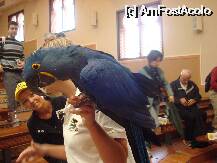 [P05] Loro Parque-dupa ce si-a facut numarul Sofia se lasa pozata » foto by pink_gabi*
 - 
<span class="allrVoted glyphicon glyphicon-heart hidden" id="av75020"></span>
<a class="m-l-10 hidden" id="sv75020" onclick="voting_Foto_DelVot(,75020,2078)" role="button">șterge vot <span class="glyphicon glyphicon-remove"></span></a>
<a id="v975020" class=" c-red"  onclick="voting_Foto_SetVot(75020)" role="button"><span class="glyphicon glyphicon-heart-empty"></span> <b>LIKE</b> = Votează poza</a> <img class="hidden"  id="f75020W9" src="/imagini/loader.gif" border="0" /><span class="AjErrMes hidden" id="e75020ErM"></span>