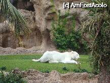 [P08] Loro Parque-el este Prince si este un tigru alb bengalez » foto by pink_gabi*
 - 
<span class="allrVoted glyphicon glyphicon-heart hidden" id="av75023"></span>
<a class="m-l-10 hidden" id="sv75023" onclick="voting_Foto_DelVot(,75023,2078)" role="button">șterge vot <span class="glyphicon glyphicon-remove"></span></a>
<a id="v975023" class=" c-red"  onclick="voting_Foto_SetVot(75023)" role="button"><span class="glyphicon glyphicon-heart-empty"></span> <b>LIKE</b> = Votează poza</a> <img class="hidden"  id="f75023W9" src="/imagini/loader.gif" border="0" /><span class="AjErrMes hidden" id="e75023ErM"></span>