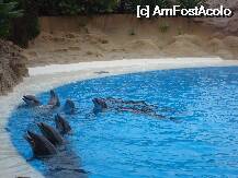[P09] Loro Parque-vedetele show-ului cu delfini » foto by pink_gabi*
 - 
<span class="allrVoted glyphicon glyphicon-heart hidden" id="av75024"></span>
<a class="m-l-10 hidden" id="sv75024" onclick="voting_Foto_DelVot(,75024,2078)" role="button">șterge vot <span class="glyphicon glyphicon-remove"></span></a>
<a id="v975024" class=" c-red"  onclick="voting_Foto_SetVot(75024)" role="button"><span class="glyphicon glyphicon-heart-empty"></span> <b>LIKE</b> = Votează poza</a> <img class="hidden"  id="f75024W9" src="/imagini/loader.gif" border="0" /><span class="AjErrMes hidden" id="e75024ErM"></span>