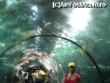 [P10] Marele Tunel Acvatic » foto by cami1212
 - 
<span class="allrVoted glyphicon glyphicon-heart hidden" id="av189037"></span>
<a class="m-l-10 hidden" id="sv189037" onclick="voting_Foto_DelVot(,189037,2078)" role="button">șterge vot <span class="glyphicon glyphicon-remove"></span></a>
<a id="v9189037" class=" c-red"  onclick="voting_Foto_SetVot(189037)" role="button"><span class="glyphicon glyphicon-heart-empty"></span> <b>LIKE</b> = Votează poza</a> <img class="hidden"  id="f189037W9" src="/imagini/loader.gif" border="0" /><span class="AjErrMes hidden" id="e189037ErM"></span>