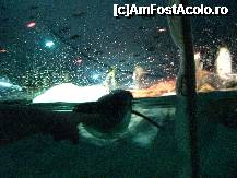 [P13] Pinguinariu in Loro Park » foto by cami1212
 - 
<span class="allrVoted glyphicon glyphicon-heart hidden" id="av189044"></span>
<a class="m-l-10 hidden" id="sv189044" onclick="voting_Foto_DelVot(,189044,2078)" role="button">șterge vot <span class="glyphicon glyphicon-remove"></span></a>
<a id="v9189044" class=" c-red"  onclick="voting_Foto_SetVot(189044)" role="button"><span class="glyphicon glyphicon-heart-empty"></span> <b>LIKE</b> = Votează poza</a> <img class="hidden"  id="f189044W9" src="/imagini/loader.gif" border="0" /><span class="AjErrMes hidden" id="e189044ErM"></span>