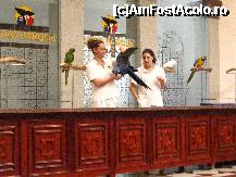 [P06] Spectacolul superb oferit de papagali » foto by cami1212
 - 
<span class="allrVoted glyphicon glyphicon-heart hidden" id="av189033"></span>
<a class="m-l-10 hidden" id="sv189033" onclick="voting_Foto_DelVot(,189033,2078)" role="button">șterge vot <span class="glyphicon glyphicon-remove"></span></a>
<a id="v9189033" class=" c-red"  onclick="voting_Foto_SetVot(189033)" role="button"><span class="glyphicon glyphicon-heart-empty"></span> <b>LIKE</b> = Votează poza</a> <img class="hidden"  id="f189033W9" src="/imagini/loader.gif" border="0" /><span class="AjErrMes hidden" id="e189033ErM"></span>