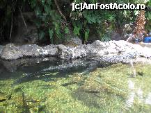 [P09] Un crocodil.. » foto by cami1212
 - 
<span class="allrVoted glyphicon glyphicon-heart hidden" id="av189036"></span>
<a class="m-l-10 hidden" id="sv189036" onclick="voting_Foto_DelVot(,189036,2078)" role="button">șterge vot <span class="glyphicon glyphicon-remove"></span></a>
<a id="v9189036" class=" c-red"  onclick="voting_Foto_SetVot(189036)" role="button"><span class="glyphicon glyphicon-heart-empty"></span> <b>LIKE</b> = Votează poza</a> <img class="hidden"  id="f189036W9" src="/imagini/loader.gif" border="0" /><span class="AjErrMes hidden" id="e189036ErM"></span>