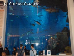 [P14] impresionantul acvariu din Dubai Mall » foto by bubica*
 - 
<span class="allrVoted glyphicon glyphicon-heart hidden" id="av1105834"></span>
<a class="m-l-10 hidden" id="sv1105834" onclick="voting_Foto_DelVot(,1105834,2142)" role="button">șterge vot <span class="glyphicon glyphicon-remove"></span></a>
<a id="v91105834" class=" c-red"  onclick="voting_Foto_SetVot(1105834)" role="button"><span class="glyphicon glyphicon-heart-empty"></span> <b>LIKE</b> = Votează poza</a> <img class="hidden"  id="f1105834W9" src="/imagini/loader.gif" border="0" /><span class="AjErrMes hidden" id="e1105834ErM"></span>