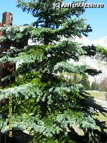 [P137] brazii din curtea pizzeriei.Ati mai vazut asa frumusete??? » foto by adryana
 - 
<span class="allrVoted glyphicon glyphicon-heart hidden" id="av319615"></span>
<a class="m-l-10 hidden" id="sv319615" onclick="voting_Foto_DelVot(,319615,2211)" role="button">șterge vot <span class="glyphicon glyphicon-remove"></span></a>
<a id="v9319615" class=" c-red"  onclick="voting_Foto_SetVot(319615)" role="button"><span class="glyphicon glyphicon-heart-empty"></span> <b>LIKE</b> = Votează poza</a> <img class="hidden"  id="f319615W9" src="/imagini/loader.gif" border="0" /><span class="AjErrMes hidden" id="e319615ErM"></span>