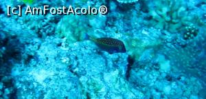 [P03] Box fish » foto by mihai-
 - 
<span class="allrVoted glyphicon glyphicon-heart hidden" id="av717399"></span>
<a class="m-l-10 hidden" id="sv717399" onclick="voting_Foto_DelVot(,717399,2393)" role="button">șterge vot <span class="glyphicon glyphicon-remove"></span></a>
<a id="v9717399" class=" c-red"  onclick="voting_Foto_SetVot(717399)" role="button"><span class="glyphicon glyphicon-heart-empty"></span> <b>LIKE</b> = Votează poza</a> <img class="hidden"  id="f717399W9" src="/imagini/loader.gif" border="0" /><span class="AjErrMes hidden" id="e717399ErM"></span>