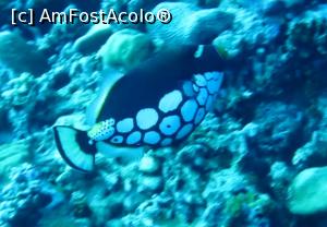 [P04] Trigger fish » foto by mihai-
 - 
<span class="allrVoted glyphicon glyphicon-heart hidden" id="av717400"></span>
<a class="m-l-10 hidden" id="sv717400" onclick="voting_Foto_DelVot(,717400,2393)" role="button">șterge vot <span class="glyphicon glyphicon-remove"></span></a>
<a id="v9717400" class=" c-red"  onclick="voting_Foto_SetVot(717400)" role="button"><span class="glyphicon glyphicon-heart-empty"></span> <b>LIKE</b> = Votează poza</a> <img class="hidden"  id="f717400W9" src="/imagini/loader.gif" border="0" /><span class="AjErrMes hidden" id="e717400ErM"></span>