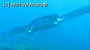 [P05] Manta » foto by mihai-
 - 
<span class="allrVoted glyphicon glyphicon-heart hidden" id="av717401"></span>
<a class="m-l-10 hidden" id="sv717401" onclick="voting_Foto_DelVot(,717401,2393)" role="button">șterge vot <span class="glyphicon glyphicon-remove"></span></a>
<a id="v9717401" class=" c-red"  onclick="voting_Foto_SetVot(717401)" role="button"><span class="glyphicon glyphicon-heart-empty"></span> <b>LIKE</b> = Votează poza</a> <img class="hidden"  id="f717401W9" src="/imagini/loader.gif" border="0" /><span class="AjErrMes hidden" id="e717401ErM"></span>