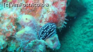 [P08] Nudybrunch » foto by mihai-
 - 
<span class="allrVoted glyphicon glyphicon-heart hidden" id="av717404"></span>
<a class="m-l-10 hidden" id="sv717404" onclick="voting_Foto_DelVot(,717404,2393)" role="button">șterge vot <span class="glyphicon glyphicon-remove"></span></a>
<a id="v9717404" class=" c-red"  onclick="voting_Foto_SetVot(717404)" role="button"><span class="glyphicon glyphicon-heart-empty"></span> <b>LIKE</b> = Votează poza</a> <img class="hidden"  id="f717404W9" src="/imagini/loader.gif" border="0" /><span class="AjErrMes hidden" id="e717404ErM"></span>