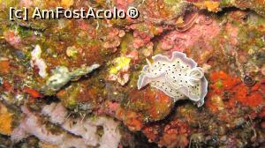 [P09] Nudybranch » foto by mihai-
 - 
<span class="allrVoted glyphicon glyphicon-heart hidden" id="av717405"></span>
<a class="m-l-10 hidden" id="sv717405" onclick="voting_Foto_DelVot(,717405,2393)" role="button">șterge vot <span class="glyphicon glyphicon-remove"></span></a>
<a id="v9717405" class=" c-red"  onclick="voting_Foto_SetVot(717405)" role="button"><span class="glyphicon glyphicon-heart-empty"></span> <b>LIKE</b> = Votează poza</a> <img class="hidden"  id="f717405W9" src="/imagini/loader.gif" border="0" /><span class="AjErrMes hidden" id="e717405ErM"></span>