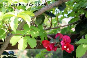 [P30] Alte flori... » foto by cristisch2003
 - 
<span class="allrVoted glyphicon glyphicon-heart hidden" id="av1368063"></span>
<a class="m-l-10 hidden" id="sv1368063" onclick="voting_Foto_DelVot(,1368063,2399)" role="button">șterge vot <span class="glyphicon glyphicon-remove"></span></a>
<a id="v91368063" class=" c-red"  onclick="voting_Foto_SetVot(1368063)" role="button"><span class="glyphicon glyphicon-heart-empty"></span> <b>LIKE</b> = Votează poza</a> <img class="hidden"  id="f1368063W9" src="/imagini/loader.gif" border="0" /><span class="AjErrMes hidden" id="e1368063ErM"></span>