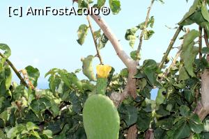 [P32] Floare de cactus » foto by cristisch2003
 - 
<span class="allrVoted glyphicon glyphicon-heart hidden" id="av1368065"></span>
<a class="m-l-10 hidden" id="sv1368065" onclick="voting_Foto_DelVot(,1368065,2399)" role="button">șterge vot <span class="glyphicon glyphicon-remove"></span></a>
<a id="v91368065" class=" c-red"  onclick="voting_Foto_SetVot(1368065)" role="button"><span class="glyphicon glyphicon-heart-empty"></span> <b>LIKE</b> = Votează poza</a> <img class="hidden"  id="f1368065W9" src="/imagini/loader.gif" border="0" /><span class="AjErrMes hidden" id="e1368065ErM"></span>