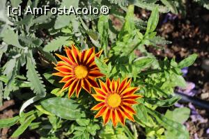 [P34] Alte flori... » foto by cristisch2003
 - 
<span class="allrVoted glyphicon glyphicon-heart hidden" id="av1368067"></span>
<a class="m-l-10 hidden" id="sv1368067" onclick="voting_Foto_DelVot(,1368067,2399)" role="button">șterge vot <span class="glyphicon glyphicon-remove"></span></a>
<a id="v91368067" class=" c-red"  onclick="voting_Foto_SetVot(1368067)" role="button"><span class="glyphicon glyphicon-heart-empty"></span> <b>LIKE</b> = Votează poza</a> <img class="hidden"  id="f1368067W9" src="/imagini/loader.gif" border="0" /><span class="AjErrMes hidden" id="e1368067ErM"></span>