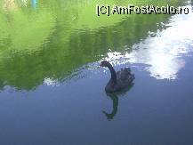 [P08] Lebada neagra, eleganta si gratioasa » foto by krondia*
 - 
<span class="allrVoted glyphicon glyphicon-heart hidden" id="av81480"></span>
<a class="m-l-10 hidden" id="sv81480" onclick="voting_Foto_DelVot(,81480,2421)" role="button">șterge vot <span class="glyphicon glyphicon-remove"></span></a>
<a id="v981480" class=" c-red"  onclick="voting_Foto_SetVot(81480)" role="button"><span class="glyphicon glyphicon-heart-empty"></span> <b>LIKE</b> = Votează poza</a> <img class="hidden"  id="f81480W9" src="/imagini/loader.gif" border="0" /><span class="AjErrMes hidden" id="e81480ErM"></span>