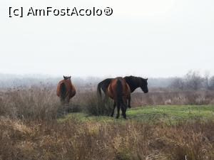 [P25] Pe drumul spre mare » foto by crismis
 - 
<span class="allrVoted glyphicon glyphicon-heart hidden" id="av1211840"></span>
<a class="m-l-10 hidden" id="sv1211840" onclick="voting_Foto_DelVot(,1211840,2439)" role="button">șterge vot <span class="glyphicon glyphicon-remove"></span></a>
<a id="v91211840" class=" c-red"  onclick="voting_Foto_SetVot(1211840)" role="button"><span class="glyphicon glyphicon-heart-empty"></span> <b>LIKE</b> = Votează poza</a> <img class="hidden"  id="f1211840W9" src="/imagini/loader.gif" border="0" /><span class="AjErrMes hidden" id="e1211840ErM"></span>