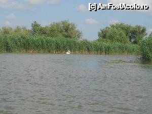 [P01] Pelican pe Gârla Turcească » foto by gabid
 - 
<span class="allrVoted glyphicon glyphicon-heart hidden" id="av431845"></span>
<a class="m-l-10 hidden" id="sv431845" onclick="voting_Foto_DelVot(,431845,2439)" role="button">șterge vot <span class="glyphicon glyphicon-remove"></span></a>
<a id="v9431845" class=" c-red"  onclick="voting_Foto_SetVot(431845)" role="button"><span class="glyphicon glyphicon-heart-empty"></span> <b>LIKE</b> = Votează poza</a> <img class="hidden"  id="f431845W9" src="/imagini/loader.gif" border="0" /><span class="AjErrMes hidden" id="e431845ErM"></span>
