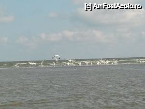 [P13] Colonie de pelicani pe Lacul Melea (pe locul unde stau se intalnesc Dunărea si Marea Neagră)  » foto by gabid
 - 
<span class="allrVoted glyphicon glyphicon-heart hidden" id="av431857"></span>
<a class="m-l-10 hidden" id="sv431857" onclick="voting_Foto_DelVot(,431857,2439)" role="button">șterge vot <span class="glyphicon glyphicon-remove"></span></a>
<a id="v9431857" class=" c-red"  onclick="voting_Foto_SetVot(431857)" role="button"><span class="glyphicon glyphicon-heart-empty"></span> <b>LIKE</b> = Votează poza</a> <img class="hidden"  id="f431857W9" src="/imagini/loader.gif" border="0" /><span class="AjErrMes hidden" id="e431857ErM"></span>