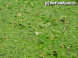 [P07] Canal de legatura intre Garla Turceasca si Lacul Melea (broscute si ciulini) 
Ciulinii sunt comestibili, dar in aceasta perioada nuerau copti.  » foto by gabid
 - 
<span class="allrVoted glyphicon glyphicon-heart hidden" id="av431851"></span>
<a class="m-l-10 hidden" id="sv431851" onclick="voting_Foto_DelVot(,431851,2439)" role="button">șterge vot <span class="glyphicon glyphicon-remove"></span></a>
<a id="v9431851" class=" c-red"  onclick="voting_Foto_SetVot(431851)" role="button"><span class="glyphicon glyphicon-heart-empty"></span> <b>LIKE</b> = Votează poza</a> <img class="hidden"  id="f431851W9" src="/imagini/loader.gif" border="0" /><span class="AjErrMes hidden" id="e431851ErM"></span>