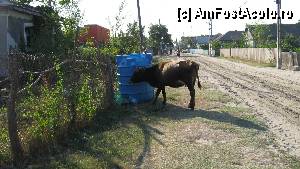 [P18] Prin sat » foto by allina
 - 
<span class="allrVoted glyphicon glyphicon-heart hidden" id="av354262"></span>
<a class="m-l-10 hidden" id="sv354262" onclick="voting_Foto_DelVot(,354262,2439)" role="button">șterge vot <span class="glyphicon glyphicon-remove"></span></a>
<a id="v9354262" class=" c-red"  onclick="voting_Foto_SetVot(354262)" role="button"><span class="glyphicon glyphicon-heart-empty"></span> <b>LIKE</b> = Votează poza</a> <img class="hidden"  id="f354262W9" src="/imagini/loader.gif" border="0" /><span class="AjErrMes hidden" id="e354262ErM"></span>