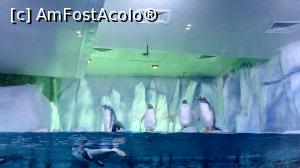 [P10] Pinguinii » foto by androstef
 - 
<span class="allrVoted glyphicon glyphicon-heart hidden" id="av951404"></span>
<a class="m-l-10 hidden" id="sv951404" onclick="voting_Foto_DelVot(,951404,2468)" role="button">șterge vot <span class="glyphicon glyphicon-remove"></span></a>
<a id="v9951404" class=" c-red"  onclick="voting_Foto_SetVot(951404)" role="button"><span class="glyphicon glyphicon-heart-empty"></span> <b>LIKE</b> = Votează poza</a> <img class="hidden"  id="f951404W9" src="/imagini/loader.gif" border="0" /><span class="AjErrMes hidden" id="e951404ErM"></span>