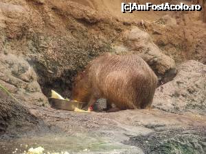 [P41] Osaka, Acvariul, Capybara, Domnul ierbii sau Porcul de apă, cel mai mare rozător din lume » foto by mprofeanu
 - 
<span class="allrVoted glyphicon glyphicon-heart hidden" id="av702054"></span>
<a class="m-l-10 hidden" id="sv702054" onclick="voting_Foto_DelVot(,702054,2490)" role="button">șterge vot <span class="glyphicon glyphicon-remove"></span></a>
<a id="v9702054" class=" c-red"  onclick="voting_Foto_SetVot(702054)" role="button"><span class="glyphicon glyphicon-heart-empty"></span> <b>LIKE</b> = Votează poza</a> <img class="hidden"  id="f702054W9" src="/imagini/loader.gif" border="0" /><span class="AjErrMes hidden" id="e702054ErM"></span>
