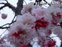 [P11]  -- <small>// FĂRĂ DESCRIERE</small> » foto by Arinuca
 - 
<span class="allrVoted glyphicon glyphicon-heart hidden" id="av7652"></span>
<a class="m-l-10 hidden" id="sv7652" onclick="voting_Foto_DelVot(,7652,2490)" role="button">șterge vot <span class="glyphicon glyphicon-remove"></span></a>
<a id="v97652" class=" c-red"  onclick="voting_Foto_SetVot(7652)" role="button"><span class="glyphicon glyphicon-heart-empty"></span> <b>LIKE</b> = Votează poza</a> <img class="hidden"  id="f7652W9" src="/imagini/loader.gif" border="0" /><span class="AjErrMes hidden" id="e7652ErM"></span>