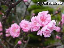 [P12]  -- <small>// FĂRĂ DESCRIERE</small> » foto by Arinuca
 - 
<span class="allrVoted glyphicon glyphicon-heart hidden" id="av7653"></span>
<a class="m-l-10 hidden" id="sv7653" onclick="voting_Foto_DelVot(,7653,2490)" role="button">șterge vot <span class="glyphicon glyphicon-remove"></span></a>
<a id="v97653" class=" c-red"  onclick="voting_Foto_SetVot(7653)" role="button"><span class="glyphicon glyphicon-heart-empty"></span> <b>LIKE</b> = Votează poza</a> <img class="hidden"  id="f7653W9" src="/imagini/loader.gif" border="0" /><span class="AjErrMes hidden" id="e7653ErM"></span>