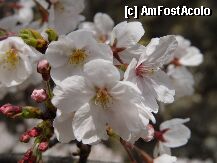[P05] Floare de cires » foto by Arinuca
 - 
<span class="allrVoted glyphicon glyphicon-heart hidden" id="av7646"></span>
<a class="m-l-10 hidden" id="sv7646" onclick="voting_Foto_DelVot(,7646,2490)" role="button">șterge vot <span class="glyphicon glyphicon-remove"></span></a>
<a id="v97646" class=" c-red"  onclick="voting_Foto_SetVot(7646)" role="button"><span class="glyphicon glyphicon-heart-empty"></span> <b>LIKE</b> = Votează poza</a> <img class="hidden"  id="f7646W9" src="/imagini/loader.gif" border="0" /><span class="AjErrMes hidden" id="e7646ErM"></span>