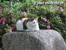 [P63] Si eu stau frumos la pozat » foto by dananecula*
 - 
<span class="allrVoted glyphicon glyphicon-heart hidden" id="av271131"></span>
<a class="m-l-10 hidden" id="sv271131" onclick="voting_Foto_DelVot(,271131,2490)" role="button">șterge vot <span class="glyphicon glyphicon-remove"></span></a>
<a id="v9271131" class=" c-red"  onclick="voting_Foto_SetVot(271131)" role="button"><span class="glyphicon glyphicon-heart-empty"></span> <b>LIKE</b> = Votează poza</a> <img class="hidden"  id="f271131W9" src="/imagini/loader.gif" border="0" /><span class="AjErrMes hidden" id="e271131ErM"></span>