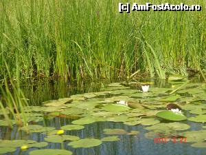 [P09]  -- <small>// FĂRĂ DESCRIERE</small> » foto by eadeea*
 - 
<span class="allrVoted glyphicon glyphicon-heart hidden" id="av496128"></span>
<a class="m-l-10 hidden" id="sv496128" onclick="voting_Foto_DelVot(,496128,2514)" role="button">șterge vot <span class="glyphicon glyphicon-remove"></span></a>
<a id="v9496128" class=" c-red"  onclick="voting_Foto_SetVot(496128)" role="button"><span class="glyphicon glyphicon-heart-empty"></span> <b>LIKE</b> = Votează poza</a> <img class="hidden"  id="f496128W9" src="/imagini/loader.gif" border="0" /><span class="AjErrMes hidden" id="e496128ErM"></span>