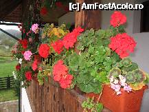 [P10] Prim-plan cu florile. » foto by Maditu16
 - 
<span class="allrVoted glyphicon glyphicon-heart hidden" id="av212743"></span>
<a class="m-l-10 hidden" id="sv212743" onclick="voting_Foto_DelVot(,212743,2521)" role="button">șterge vot <span class="glyphicon glyphicon-remove"></span></a>
<a id="v9212743" class=" c-red"  onclick="voting_Foto_SetVot(212743)" role="button"><span class="glyphicon glyphicon-heart-empty"></span> <b>LIKE</b> = Votează poza</a> <img class="hidden"  id="f212743W9" src="/imagini/loader.gif" border="0" /><span class="AjErrMes hidden" id="e212743ErM"></span>