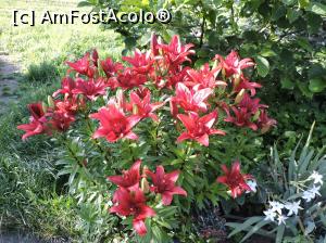 [P03] Florile din curte » foto by eduard06
 - 
<span class="allrVoted glyphicon glyphicon-heart hidden" id="av765633"></span>
<a class="m-l-10 hidden" id="sv765633" onclick="voting_Foto_DelVot(,765633,2521)" role="button">șterge vot <span class="glyphicon glyphicon-remove"></span></a>
<a id="v9765633" class=" c-red"  onclick="voting_Foto_SetVot(765633)" role="button"><span class="glyphicon glyphicon-heart-empty"></span> <b>LIKE</b> = Votează poza</a> <img class="hidden"  id="f765633W9" src="/imagini/loader.gif" border="0" /><span class="AjErrMes hidden" id="e765633ErM"></span>