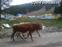 [P12] la baza partiei ... daca era zapada cred ca nu apareau in peisaj gunoaiele... » foto by bluewave
 - 
<span class="allrVoted glyphicon glyphicon-heart hidden" id="av27118"></span>
<a class="m-l-10 hidden" id="sv27118" onclick="voting_Foto_DelVot(,27118,2546)" role="button">șterge vot <span class="glyphicon glyphicon-remove"></span></a>
<a id="v927118" class=" c-red"  onclick="voting_Foto_SetVot(27118)" role="button"><span class="glyphicon glyphicon-heart-empty"></span> <b>LIKE</b> = Votează poza</a> <img class="hidden"  id="f27118W9" src="/imagini/loader.gif" border="0" /><span class="AjErrMes hidden" id="e27118ErM"></span>